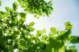 白日繁星,探寻都市中的璀璨光芒